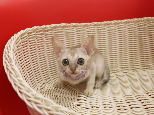 シンガプーラの子猫画像