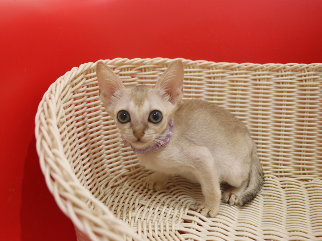 シンガプーラの子猫画像