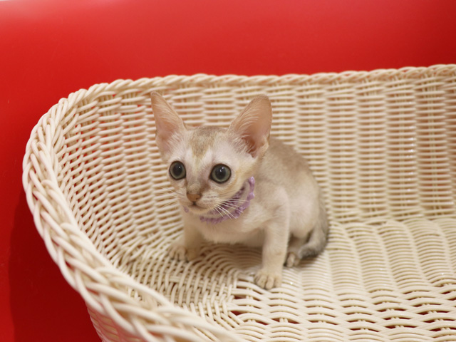 シンガプーラの子猫画像