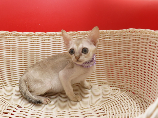 シンガプーラの子猫画像