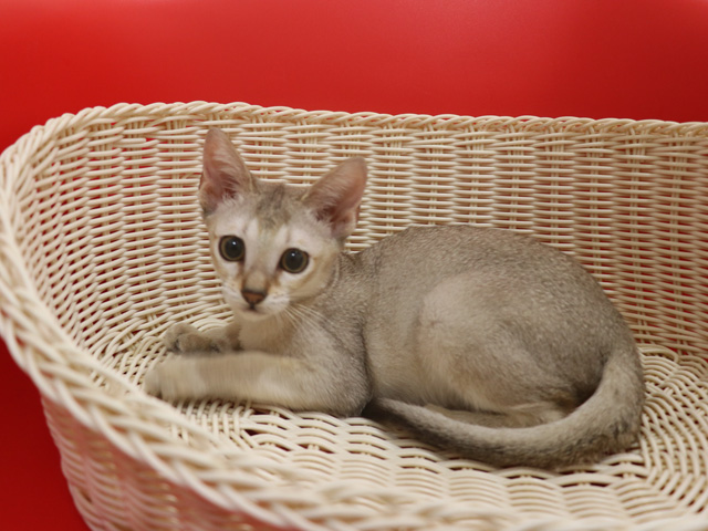 シンガプーラの子猫画像