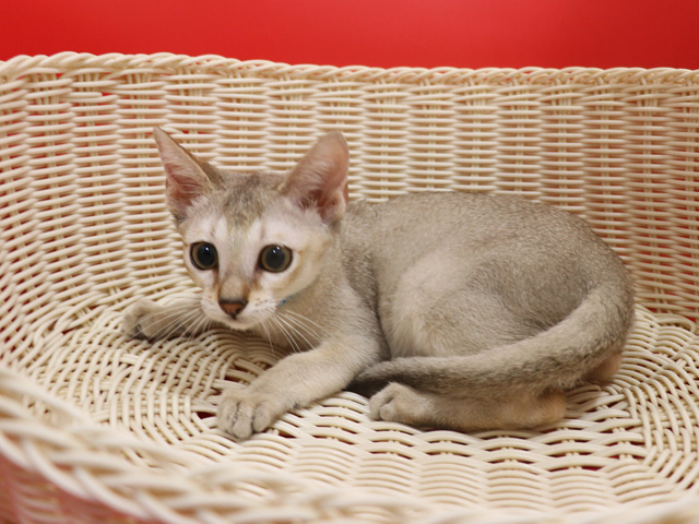 シンガプーラの子猫画像