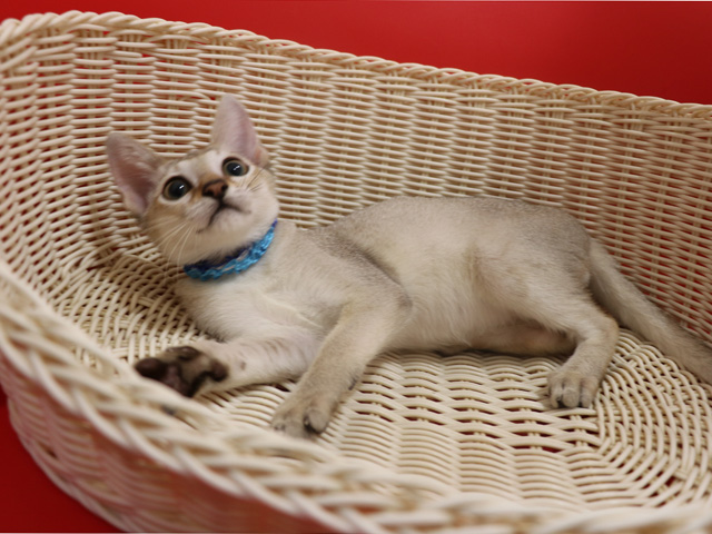 シンガプーラの子猫画像