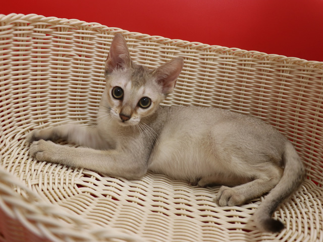 シンガプーラの子猫画像