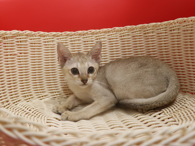 シンガプーラの子猫画像