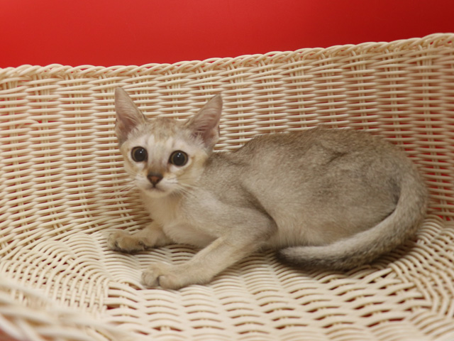 シンガプーラの子猫画像