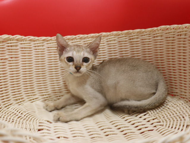 シンガプーラの子猫画像