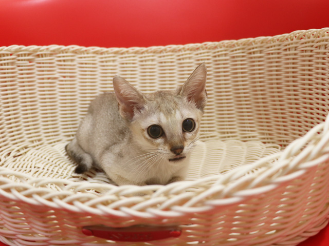 シンガプーラの子猫画像
