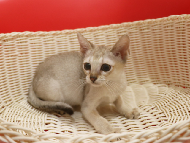 シンガプーラの子猫画像