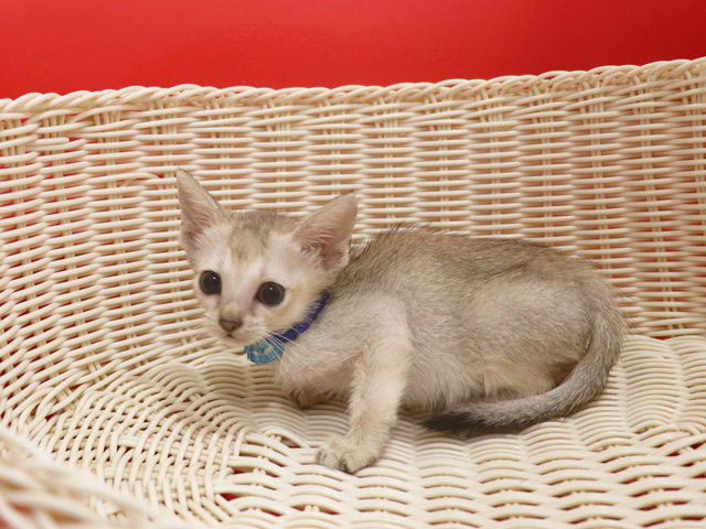 シンガプーラの子猫画像