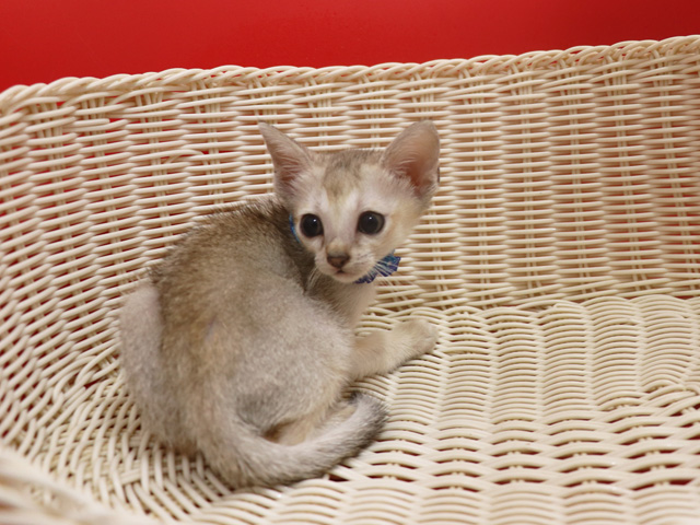 シンガプーラの子猫画像