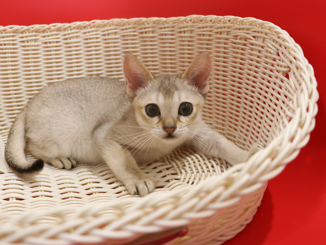 シンガプーラの子猫画像