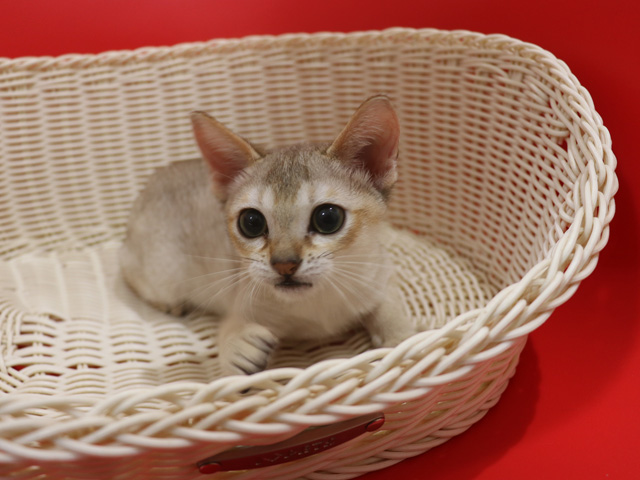 シンガプーラの子猫画像