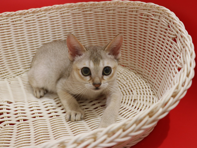 シンガプーラの子猫画像