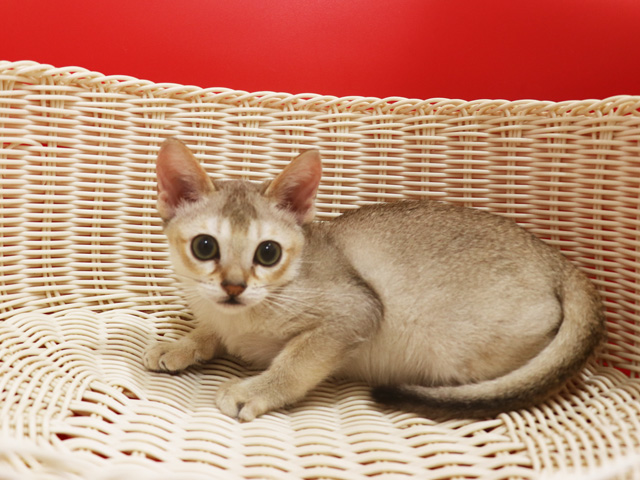 シンガプーラの子猫画像