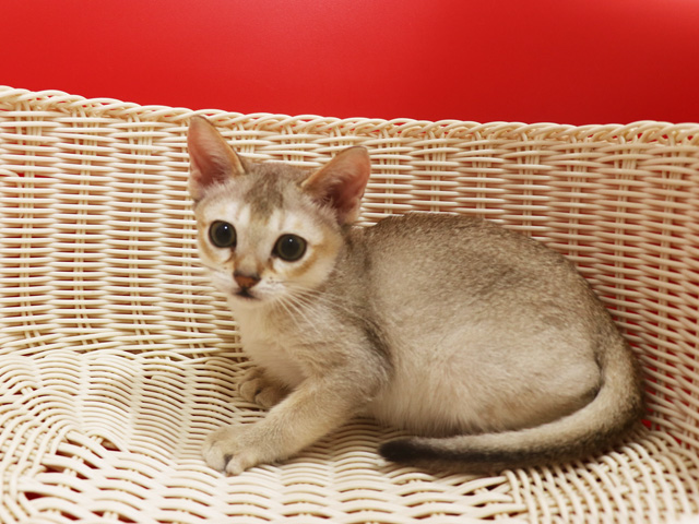 シンガプーラの子猫画像