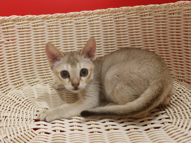 シンガプーラの子猫画像