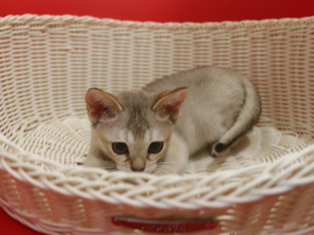 シンガプーラの子猫画像