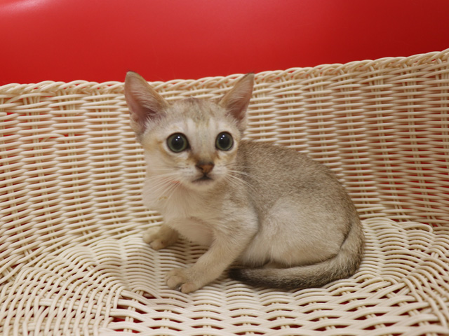 シンガプーラの子猫画像