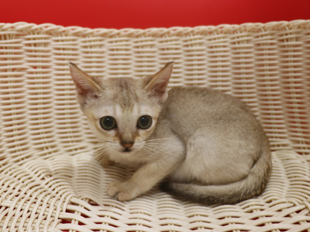 シンガプーラの子猫画像