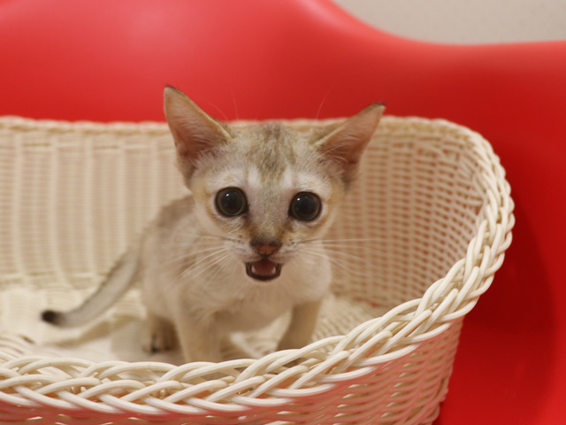 シンガプーラの子猫画像