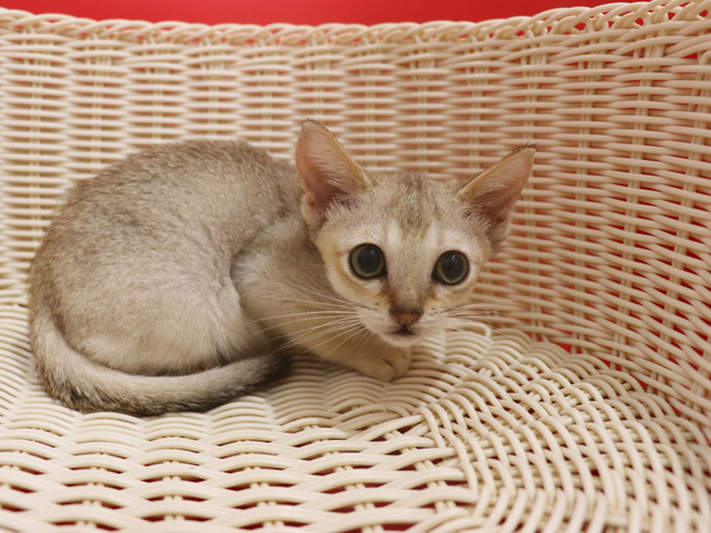 シンガプーラの子猫画像