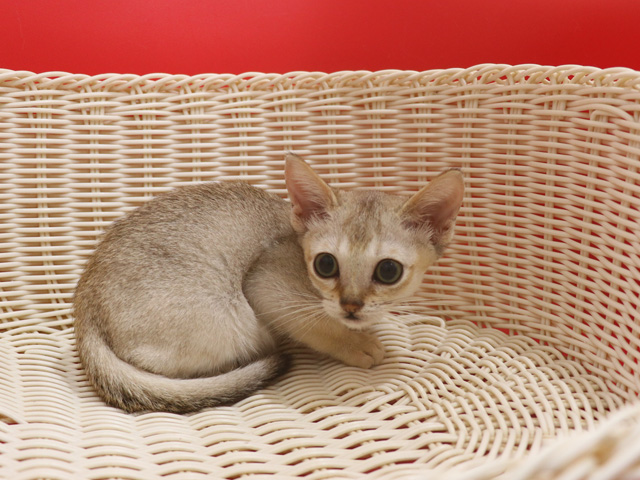 シンガプーラの子猫画像