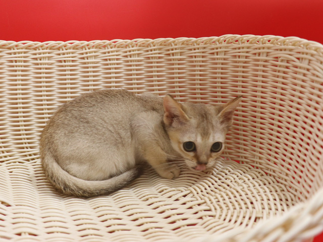 シンガプーラの子猫画像
