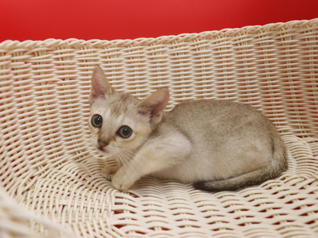 シンガプーラの子猫画像