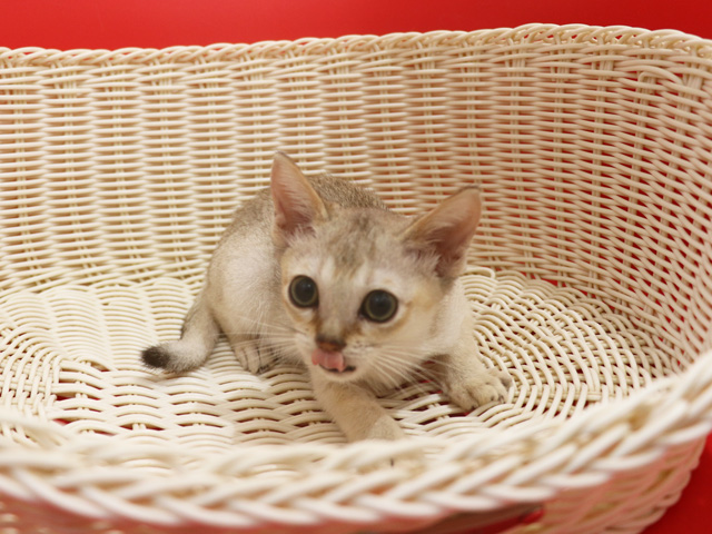 シンガプーラの子猫画像