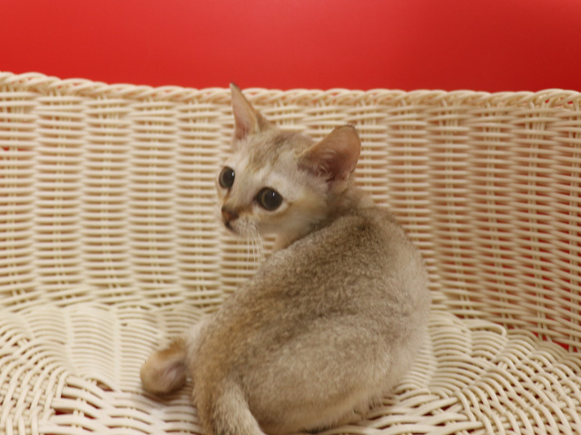 シンガプーラの子猫画像