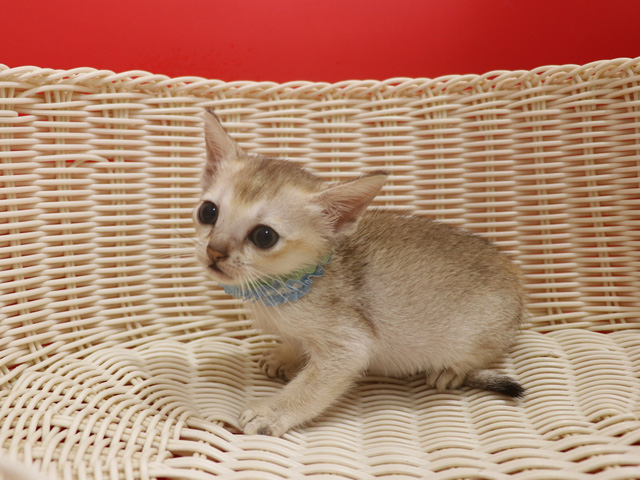 シンガプーラの子猫画像