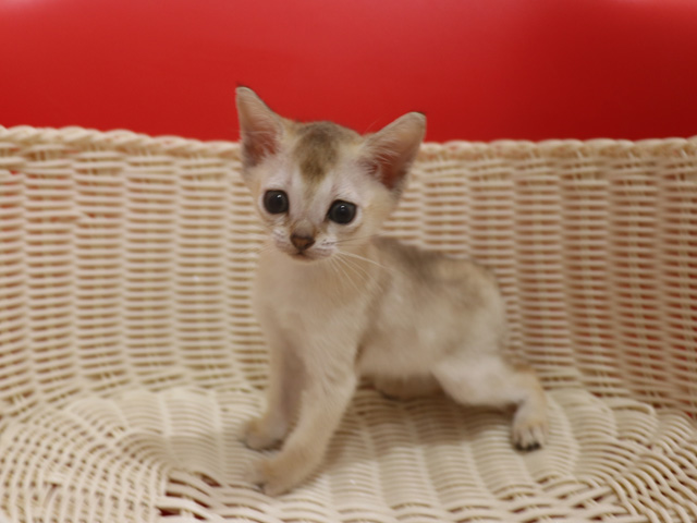 シンガプーラの子猫画像