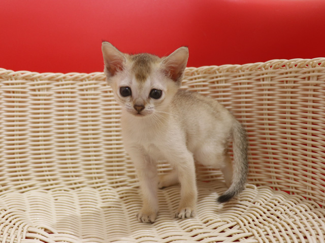 シンガプーラの子猫画像