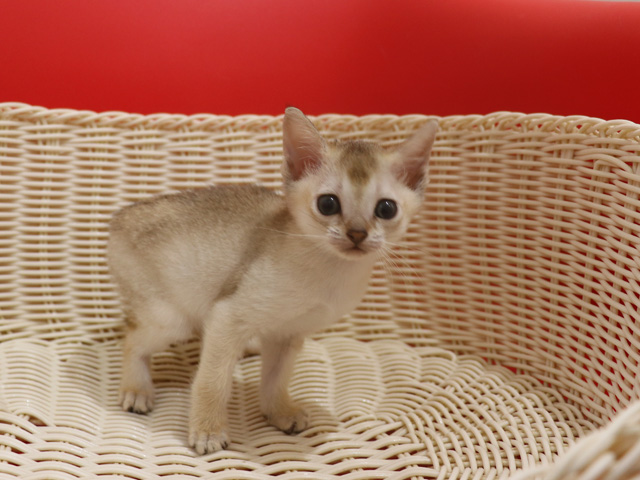 シンガプーラの子猫画像