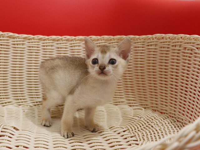シンガプーラの子猫画像