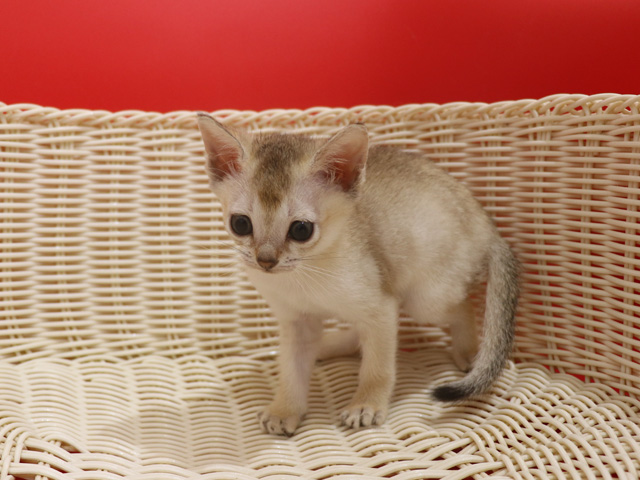シンガプーラの子猫画像
