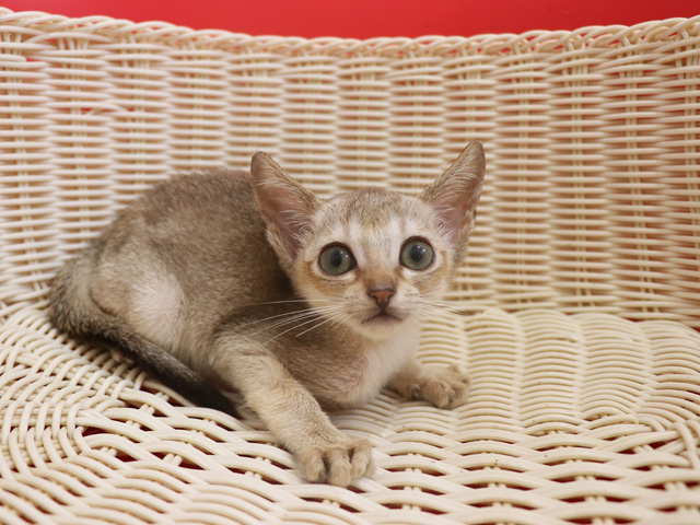 シンガプーラの子猫画像