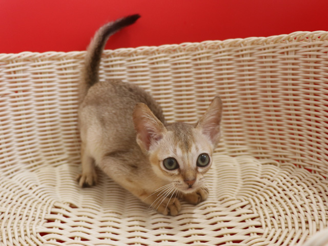 シンガプーラの子猫画像