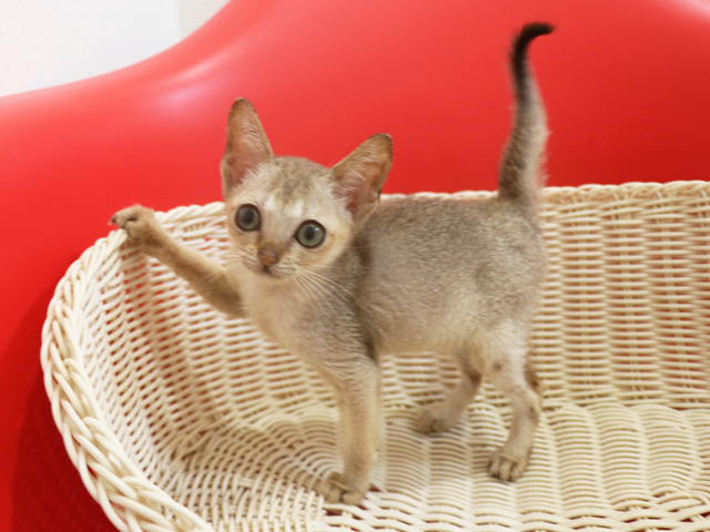 シンガプーラの子猫画像