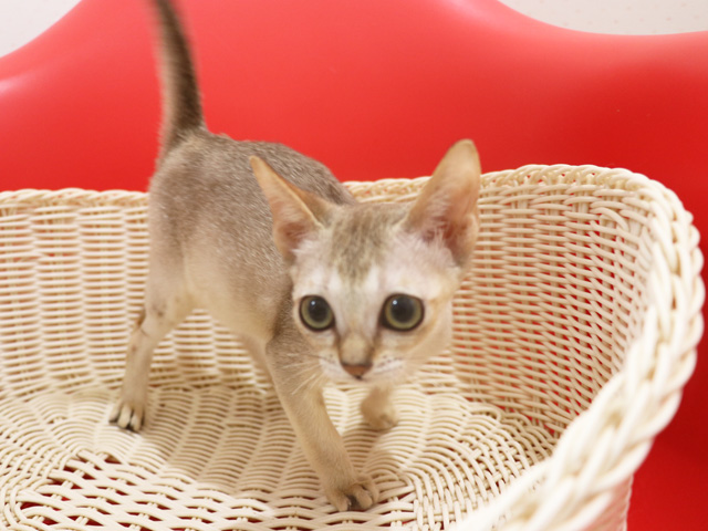 シンガプーラの子猫画像