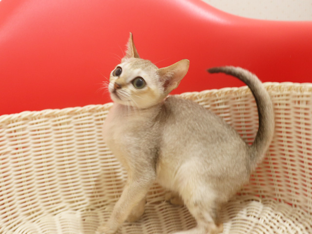 シンガプーラの子猫画像