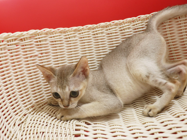 シンガプーラの子猫画像