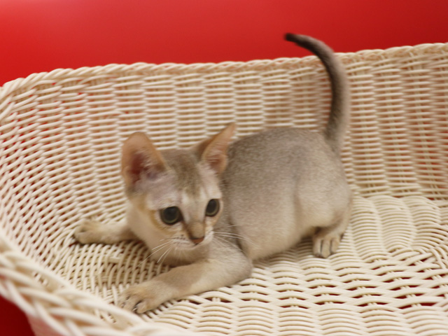 シンガプーラの子猫画像