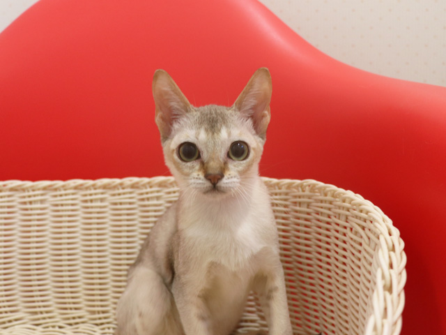 シンガプーラの子猫画像