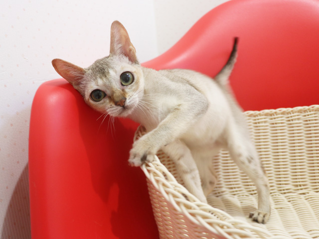 シンガプーラの子猫画像