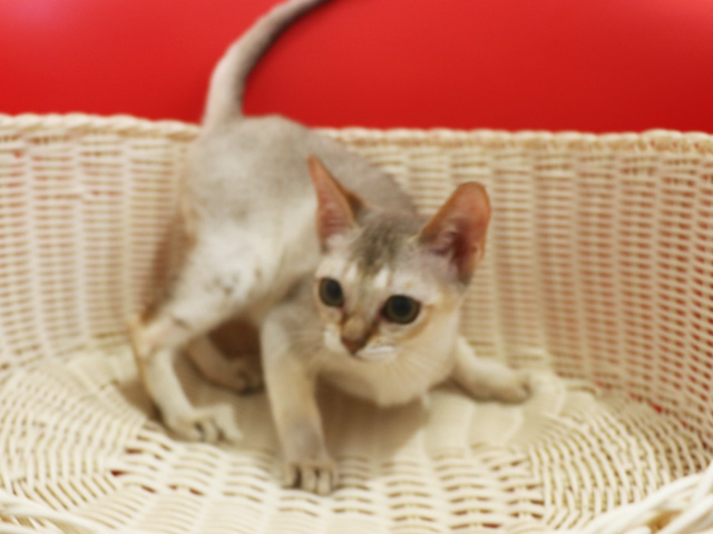 シンガプーラの子猫画像