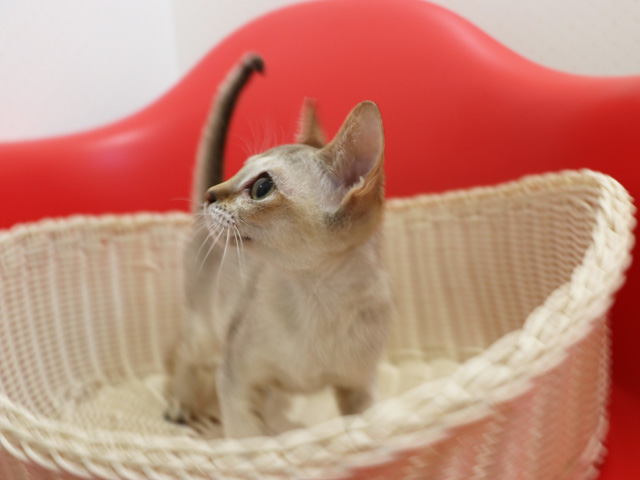 シンガプーラの子猫画像