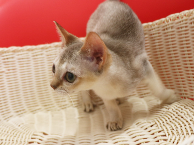 シンガプーラの子猫画像