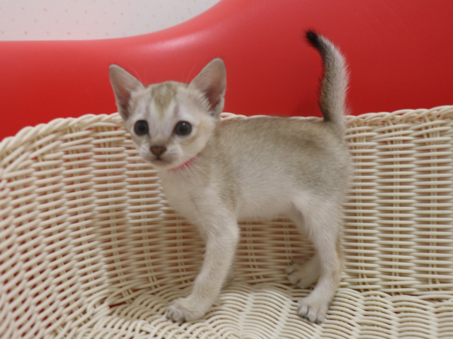 シンガプーラの子猫画像